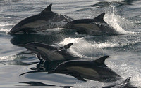 Sea of Cortes, Dolphins030218-2508a