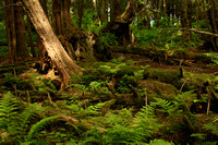 Sitka NHP, Forest Trail0819710