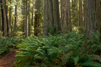 Redwood NP, Lady Bird Johnson Grove140-9663
