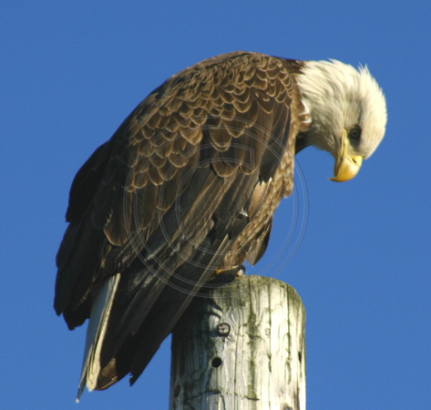 Kodiak, Bald Eagle, V0466106a