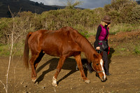 Golden Gate NRA, Muir Beach, Woman Walking Horse112-3771
