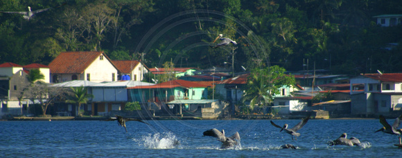 Portobelo, Diving Pelicans040118-7771a