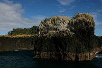 Bay of Islands, Moturoa Is, nr, Basalt Formation0734718
