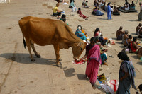 Varanasi, Ghat, Cow030326-8271
