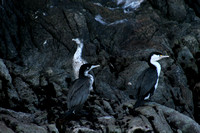 Doubtful Sound, Birds0736111
