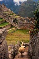 Machu Picchu, Llama S V-0020