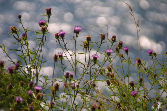 Little Smokey Viewpoint, Flowers020812-5948