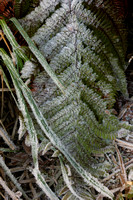 Fiordland NP, Frosted Plants V0736578a