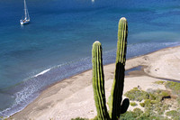 Isla Carmen, Ballandra Bay, Cactus119-1952