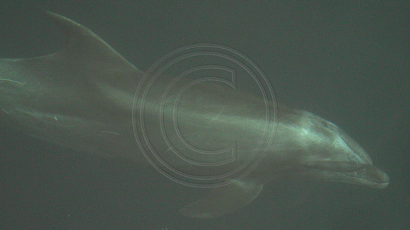 Dolphin, Underwater030211-1786a