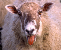 Castlerigg, Sheep Tongue