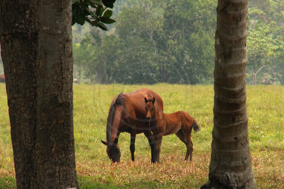 Eastern Guatemala, Ranch, Horses1117263a
