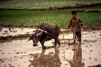 Quang Ninh, Working in Rice Paddy S -8806