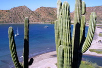 Isla Carmen, Ballandra Bay, Cactus119-1946