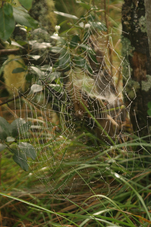 Taupo, Huka Falls, Spider Web V0730658
