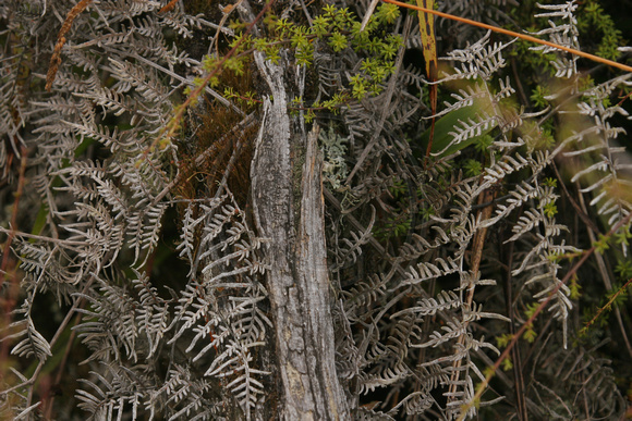 Taupo, Craters of the Moon, Ferns0730685