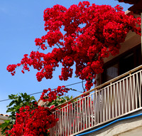Katakolon, Balcony, Flowers1019393a